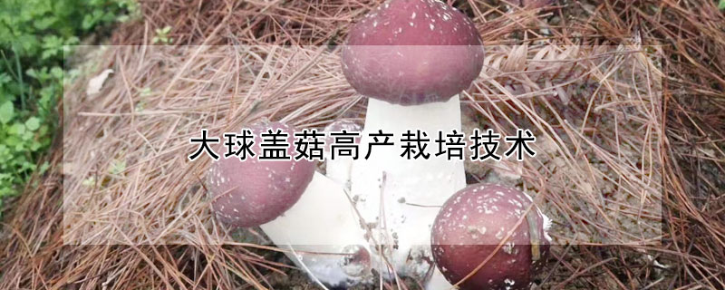 大球盖菇高产栽培技术