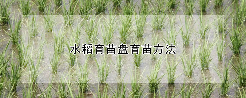 水稻育苗盘育苗方法 —【发财农业网】