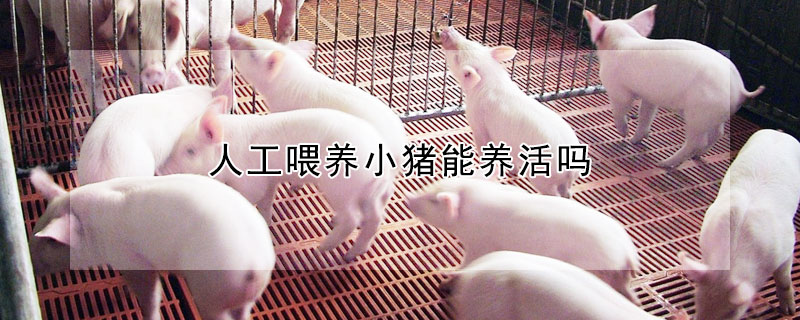 人工喂养小猪能养活吗