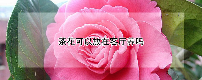 茶花可以放在客厅养吗