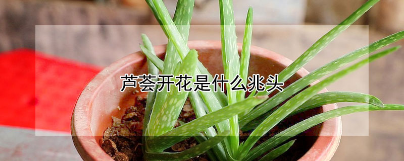 芦荟开花是什么兆头