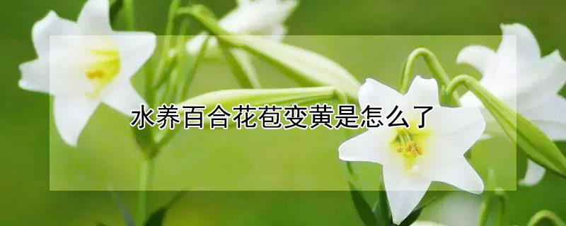 水养百合花苞变黄是怎么了