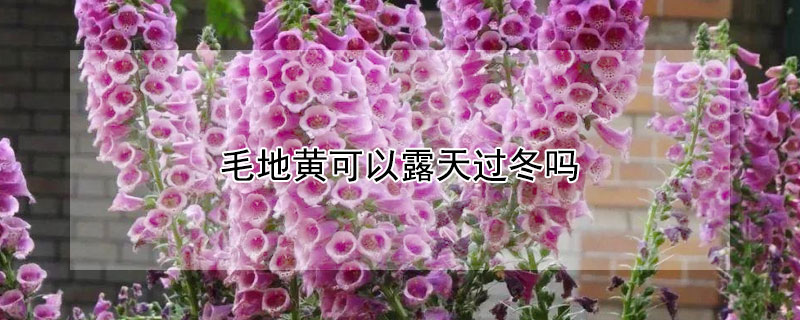 毛地黄可以露天过冬吗