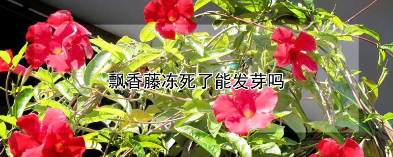 飘香藤冻死了能发芽吗