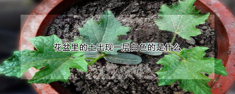 花盆里的土出现一层白色的是什么