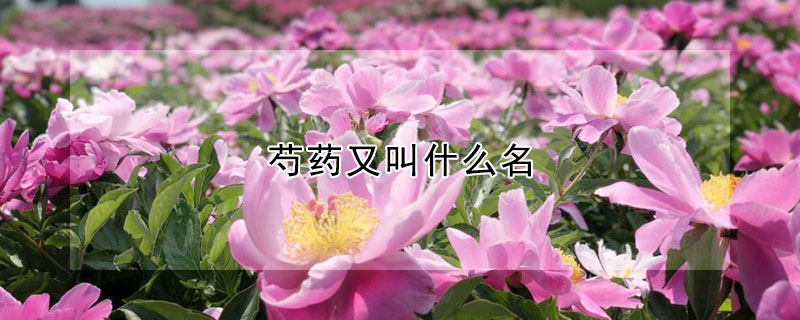 芍药又叫什么名