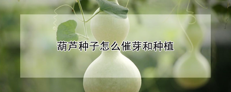 葫芦种子怎么催芽和种植