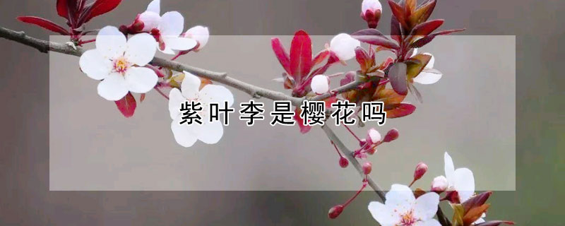 紫叶李是樱花吗