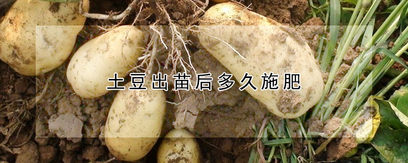 土豆出苗后多久施肥