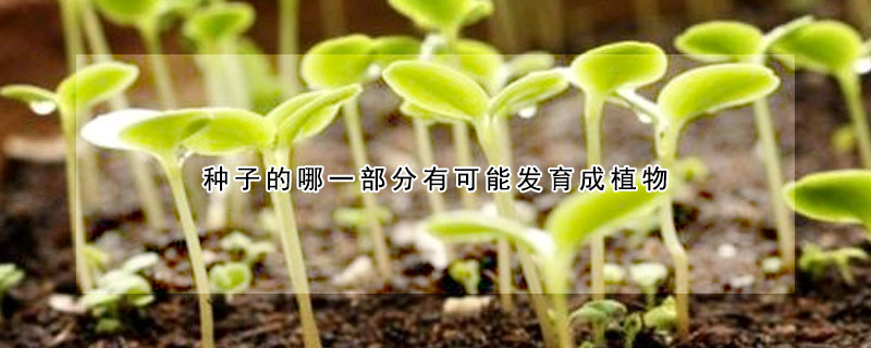 种子的哪一部分有可能发育成植物