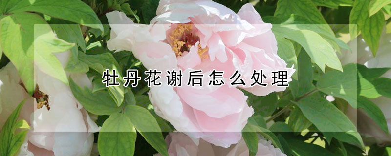 牡丹花谢后怎么处理