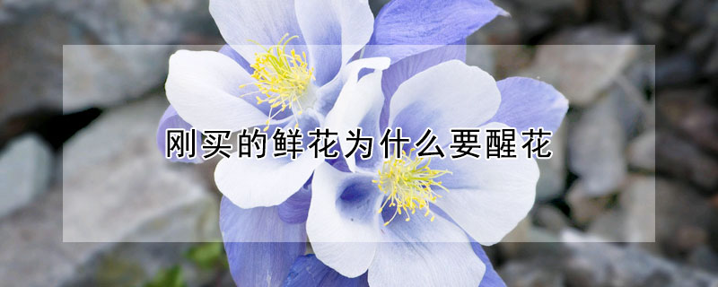 刚买的鲜花为什么要醒花