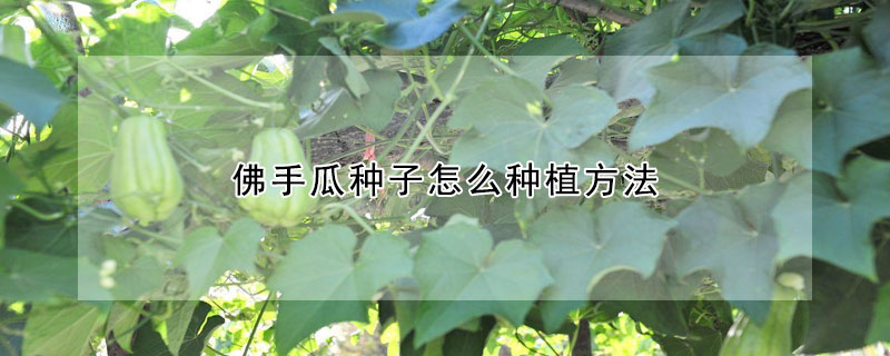 佛手瓜种子怎么种植方法