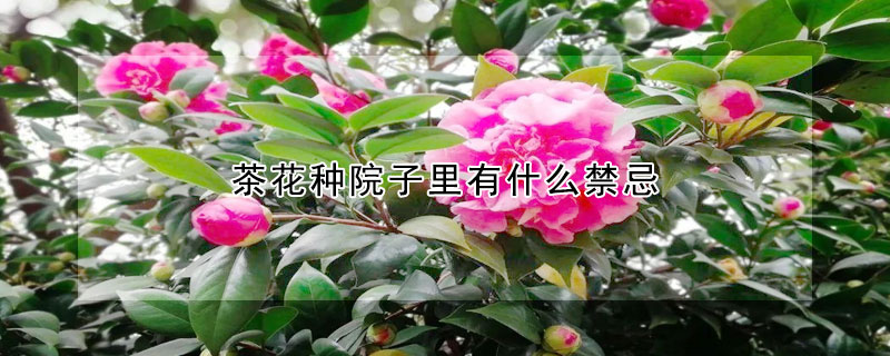 茶花种院子里有什么禁忌