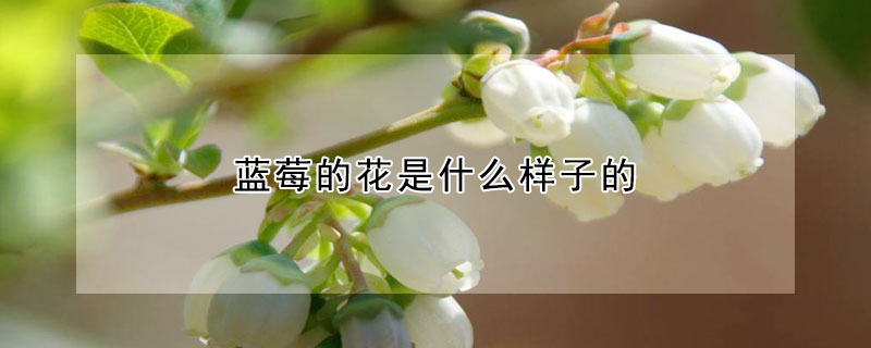 蓝莓的花是什么样子的