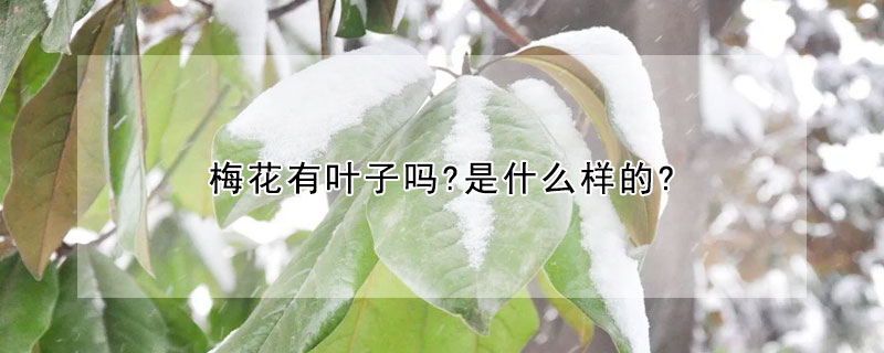 梅花有叶子吗?是什么样的?