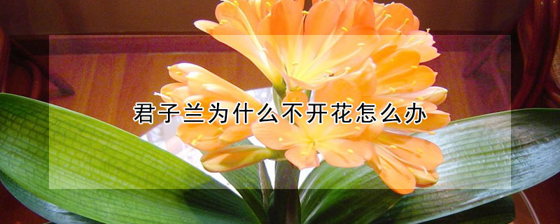 君子兰为什么不开花怎么办