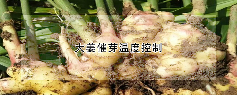 大姜催芽温度控制