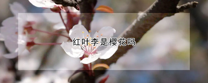 红叶李是樱花吗