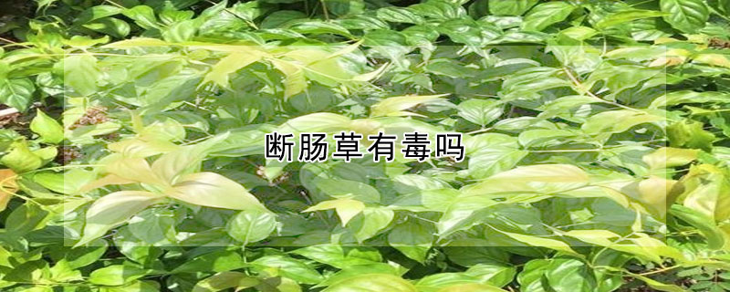 断肠草有毒吗