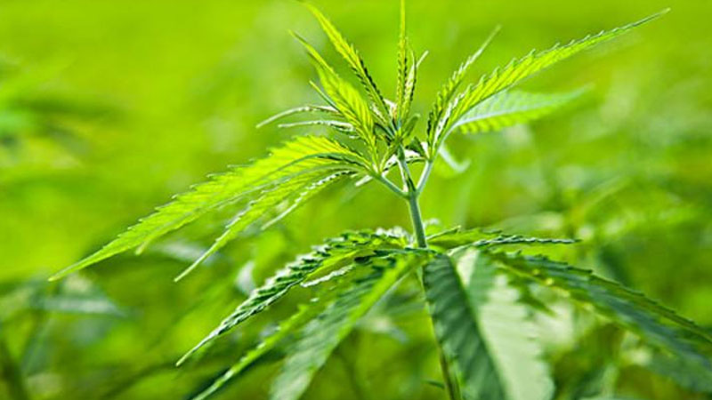 红麻是什么植物