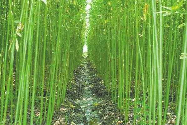 红麻是什么植物