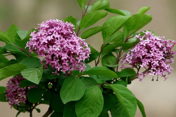 丁香花什么颜色