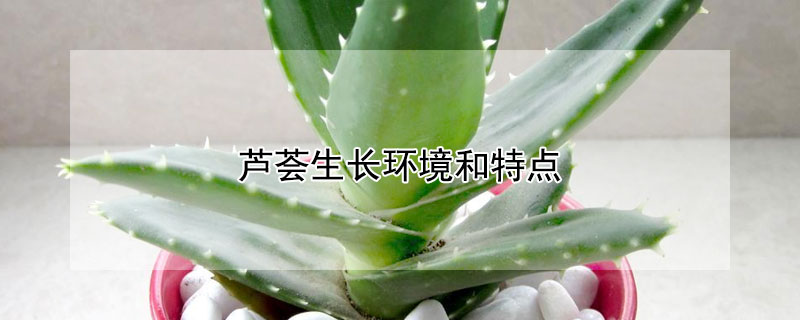 芦荟生长环境和特点