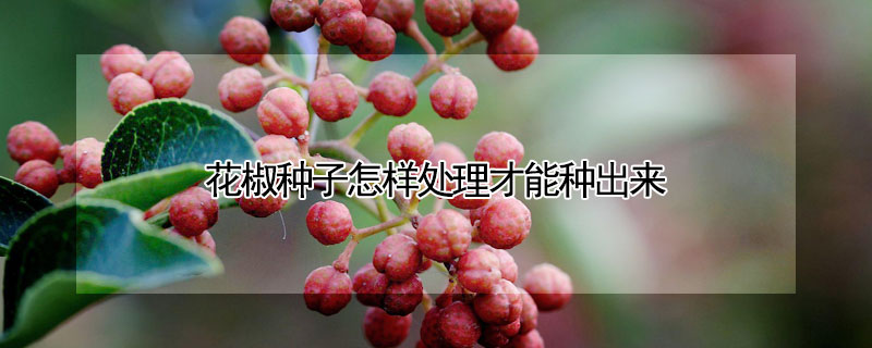 花椒种子怎样处理才能种出来