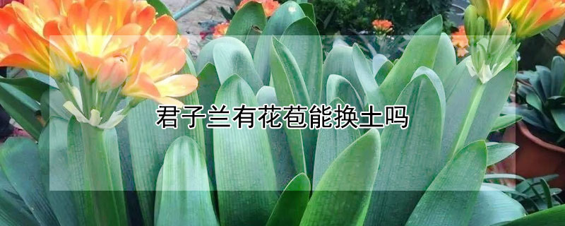 君子兰有花苞能换土吗