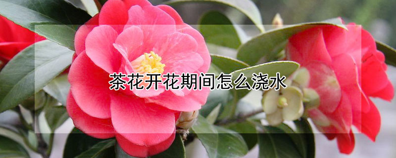 茶花开花期间怎么浇水