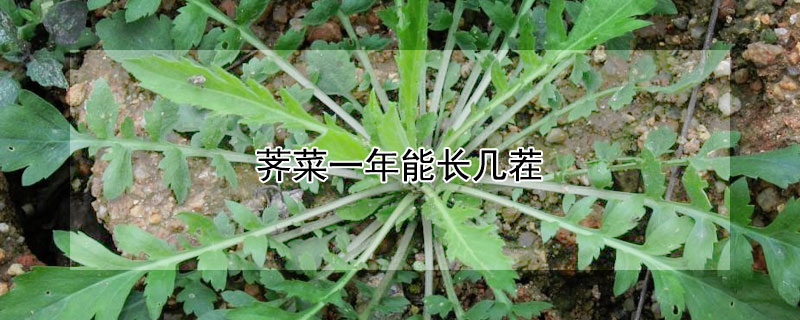 荠菜一年能长几茬