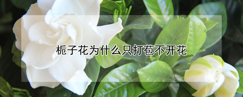 栀子花为什么只打苞不开花