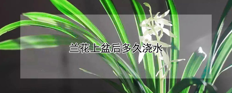 兰花上盆后多久浇水