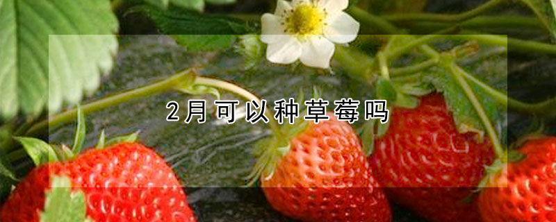 2月可以种草莓吗