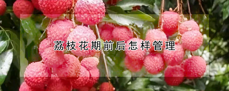 荔枝花期前后怎样管理