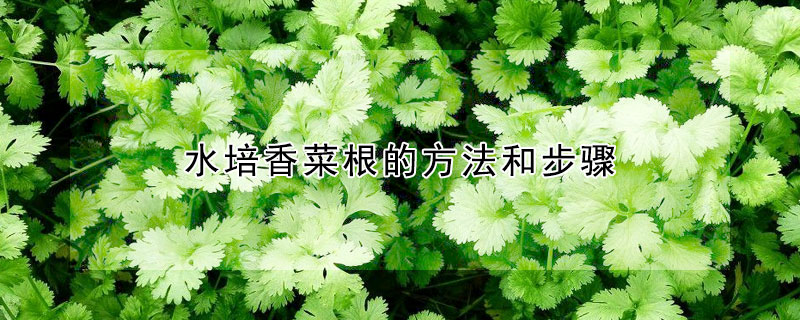 水培香菜根的方法和步骤