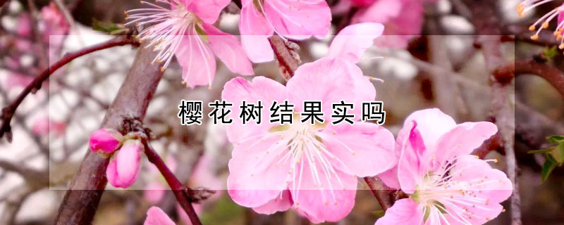 樱花树结果实吗