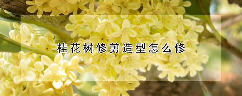 桂花树修剪造型怎么修