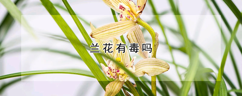 兰花有毒吗