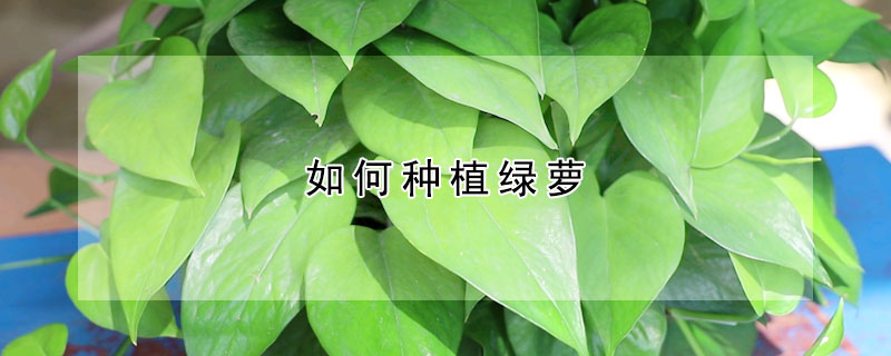 如何种植绿萝