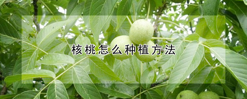 核桃怎么种植方法