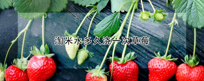 淘米水多久浇一次草莓