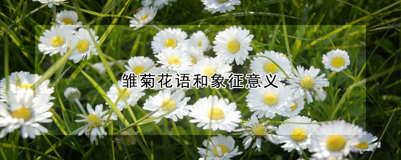 雏菊花语和象征意义