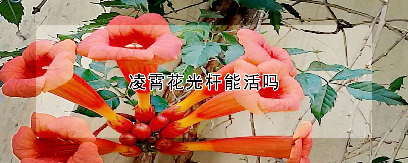 凌霄花光杆能活吗