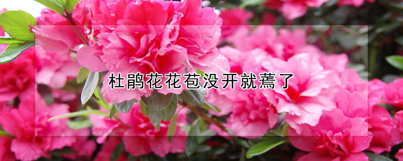 杜鹃花花苞没开就蔫了