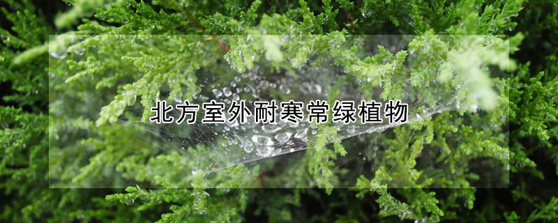 北方室外耐寒常绿植物