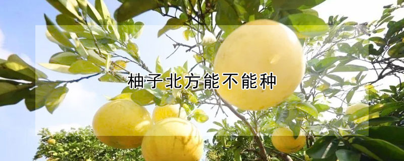 柚子北方能不能种