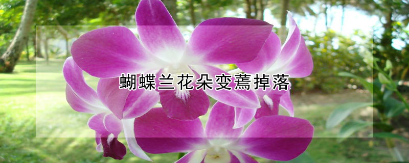 蝴蝶兰花朵变蔫掉落