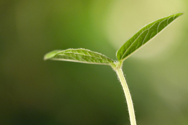 植物的生长过程